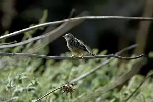 Cisticolas Prints: Zitting Cisticola Spain