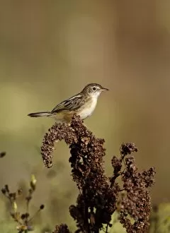 Images Dated 1st September 2010: Zitting Cisticola / Streaked Fan-tailed Warbler