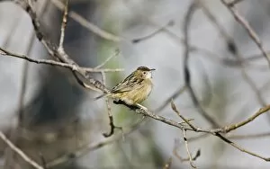 Images Dated 25th November 2008: Zitting Cisticola / Streaked Fantail Warbler - perched
