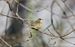 Images Dated 25th November 2008: Zitting Cisticola / Streaked Fantail Warbler - perched - Spain