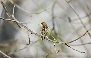 Images Dated 25th November 2008: Zitting Cisticola / Streaked Fantail Warbler - perched - Spain