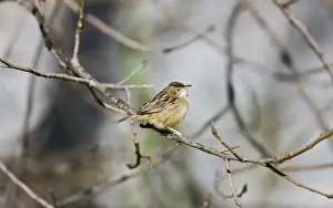 Zitting Cisticola / Streaked Fantail Warbler - perched - Spain
