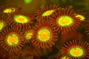 Bioluminescence Gallery: Zoanthid / Button Polyp Coral showing fluorescent