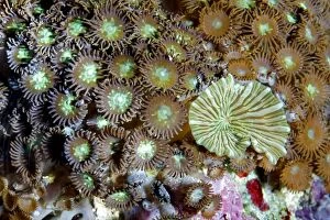 Zoanthid and Green Striped Mushroom Coral photographed