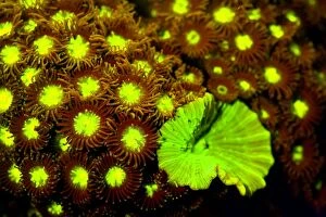 Zoanthid and Green Striped Mushroom Coral showing