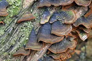 Curl Prints: Many Zoned Polypore