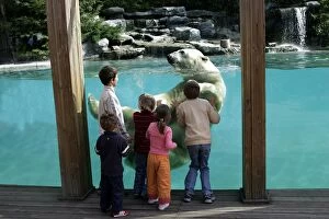 Images Dated 25th September 2004: Zoo - Children watching Polar Bear swimming in pool at zoo