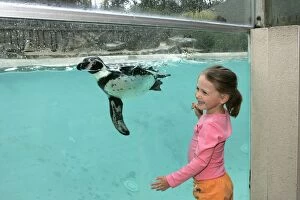 Zoo - Girl watching Humboldt penguin swimming in