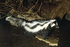 Zorilla