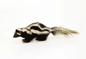 Zorilla / Stripped Polecat